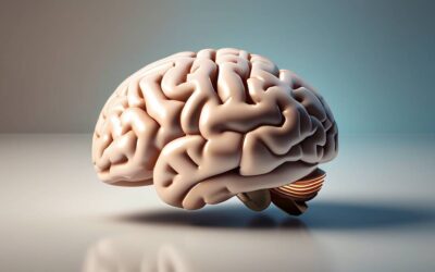 Które obszary mózgu kontrolują nasze emocje?