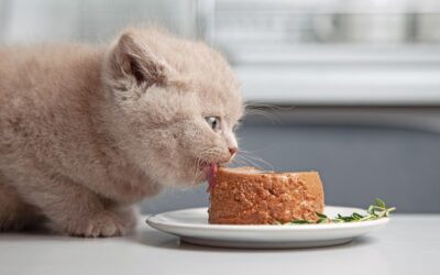 Jak wybrać karmę dla kota z największą zawartością mięsa?