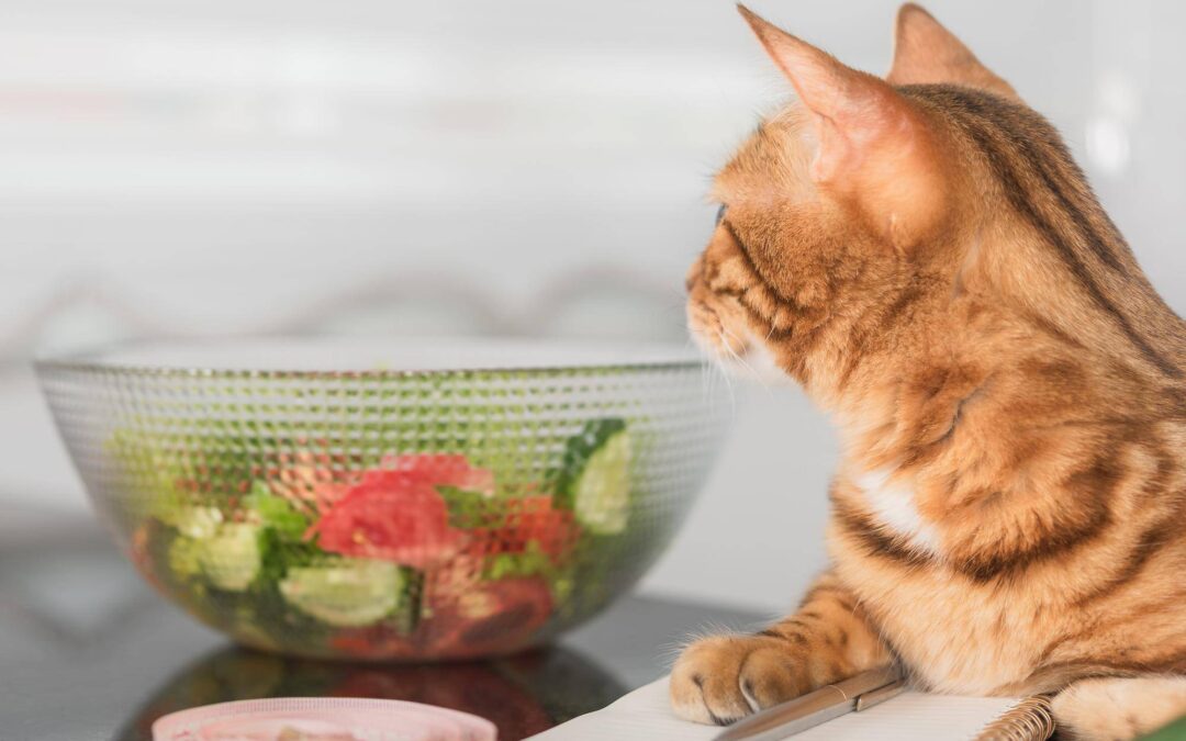 Jak często podawać kotu surowe mięso, by zachować zdrową dietę?